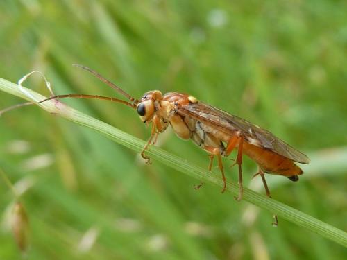 Réf. 207 467 : Tenthredopsis nassata
